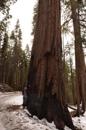 Huge tree, tiny me...
